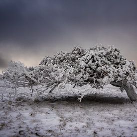 Frozen sur Andre Michaelis