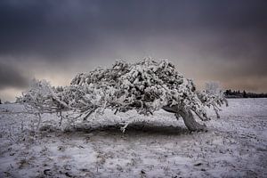 Frozen