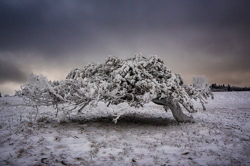 Frozen von Andre Michaelis