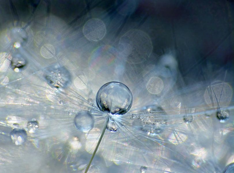 Blue Joy (Dandelion Fluff with brilliant drops) by Caroline Lichthart