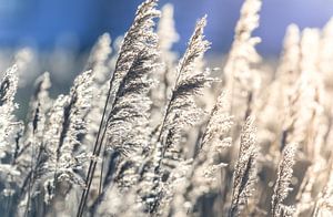 Reeds in the early morning sur Jo Pixel