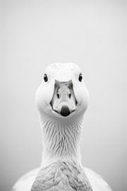 Goose by Poster Art Shop