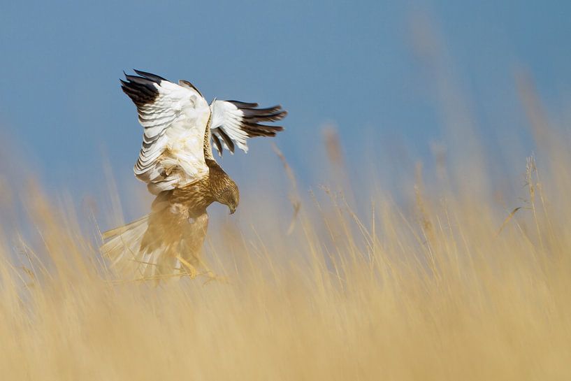 Bruine Kiekendief van Menno Schaefer