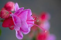 Rose rouge fuchsia de jardin