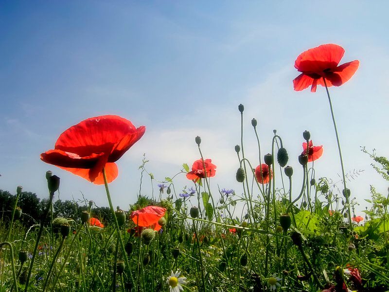 Champ de coquelicots II par Huub Keulers