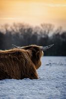 Schotse Hooglander