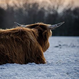 Highlander écossais sur Sebastiaan van der Ham