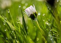 Dew drops