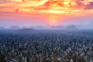 Morgenstimmung am Federsee von Daniela Beyer