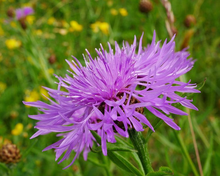 Renouée photographiée de côté. par Wim vd Neut