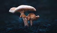 Twee paddenstoelen in het donkere bos