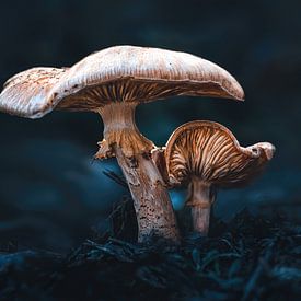 Twee paddenstoelen in het donkere bos van Leny Silina Helmig