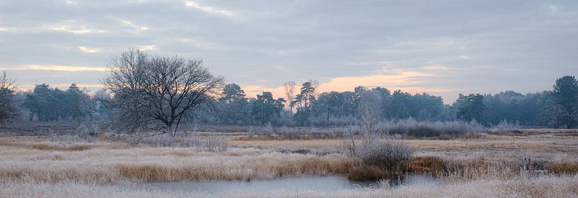 Frozen pond by Johan Vanbockryck