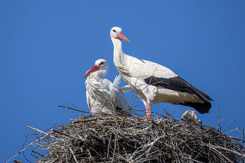Two storks in the nest