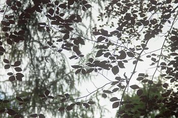 Blätter im Schattenlicht