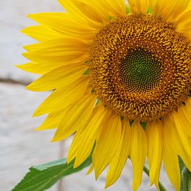 Sonnenblume in der französischen Stadt Chinon. von Christa Stroo photography