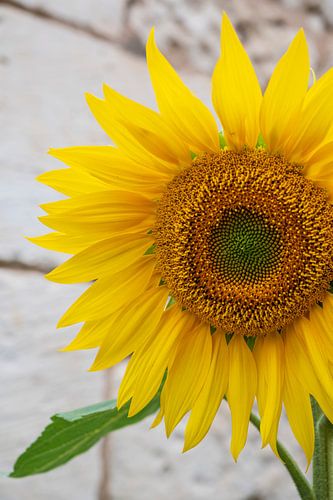 Tournesol dans la ville française de Chinon.