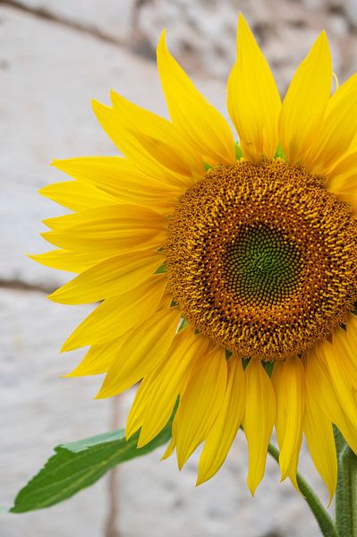 Sonnenblume in der französischen Stadt Chinon. von Christa Stroo photography