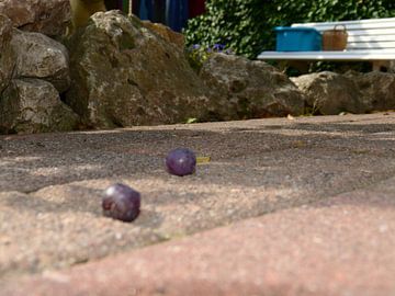 Gevallen druiven in de Tuin van Veluws