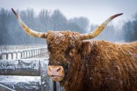 Hooglander in de sneeuw