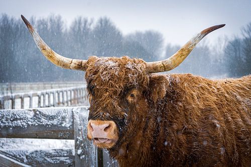 Highlander im Schnee