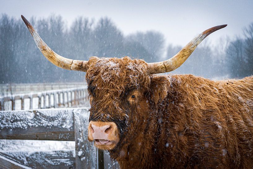 Highlander in the snow by Amanda van den Berg / Fotografie Amanda