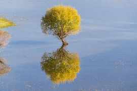 Weide II von Rainer Mirau