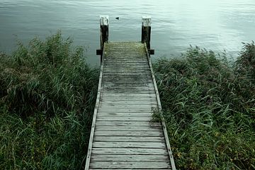 steiger in het riet van Joost Berndes