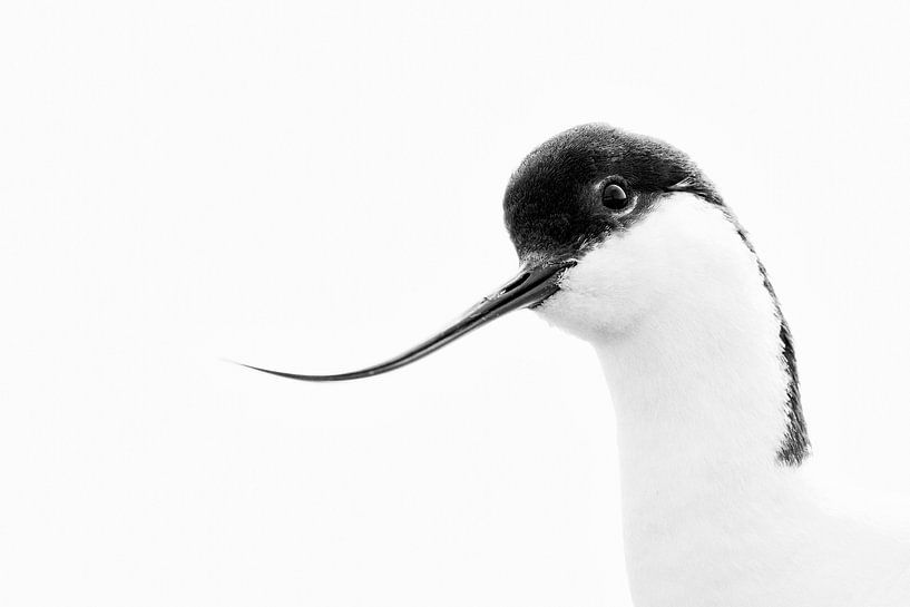 Pied Piper by Anja Brouwer Fotografie