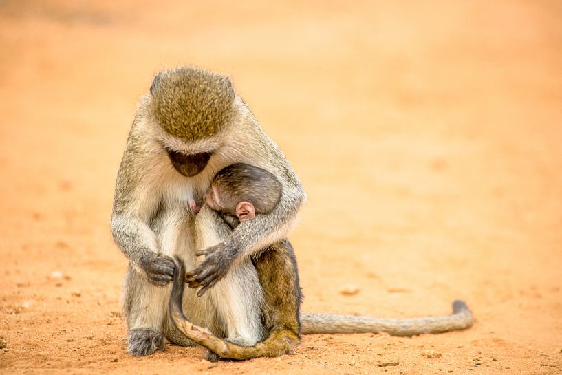 Vervet monkey with young in Tsavo East National Park, Kenya by Jan Fritz