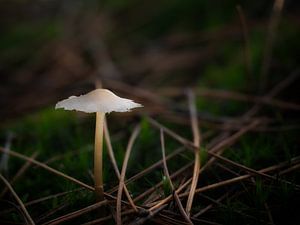 Paddenstoel in het bos van Maikel Brands