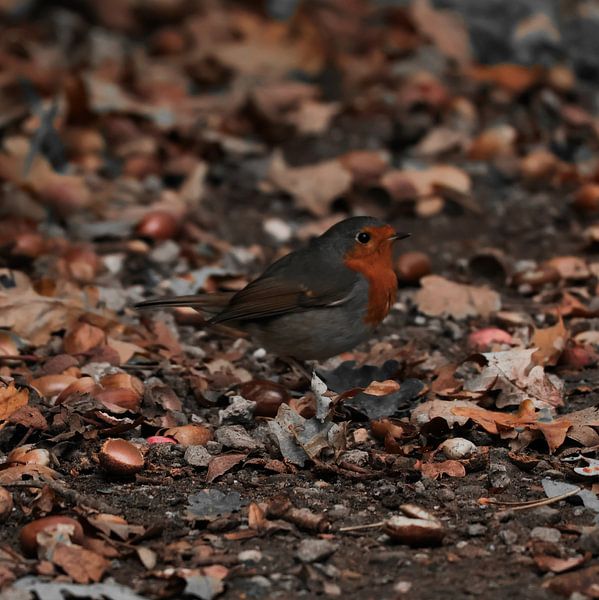 Red &amp; Grey by Joey Yuen