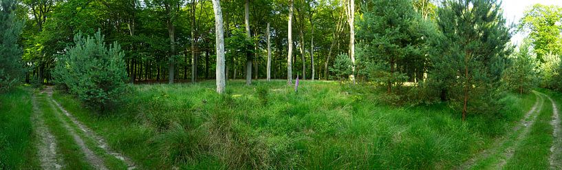 Panorama Hoge Veluwe 70080010027 photographe Fred Roest par Fred Roest