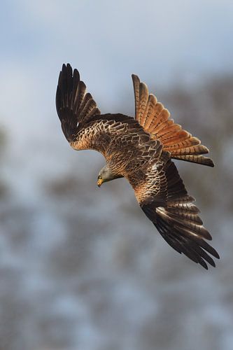 Rode Wouw in duikvlucht in Engeland