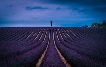 Lavendel Veld I Valensole van Mario Calma