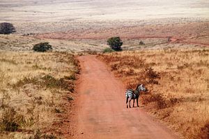 Zebra in Ngorongoro NP in Tanzania  van Tineke Mols