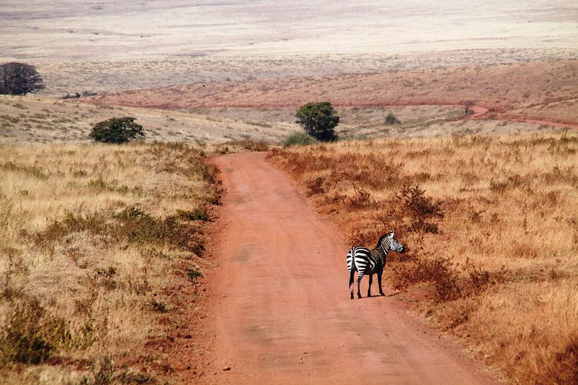 Zebra in Ngorongoro NP in Tanzania  by Tineke Mols