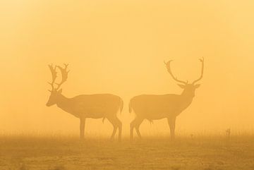 Damherten duo in de mist. van Corné Ouwehand