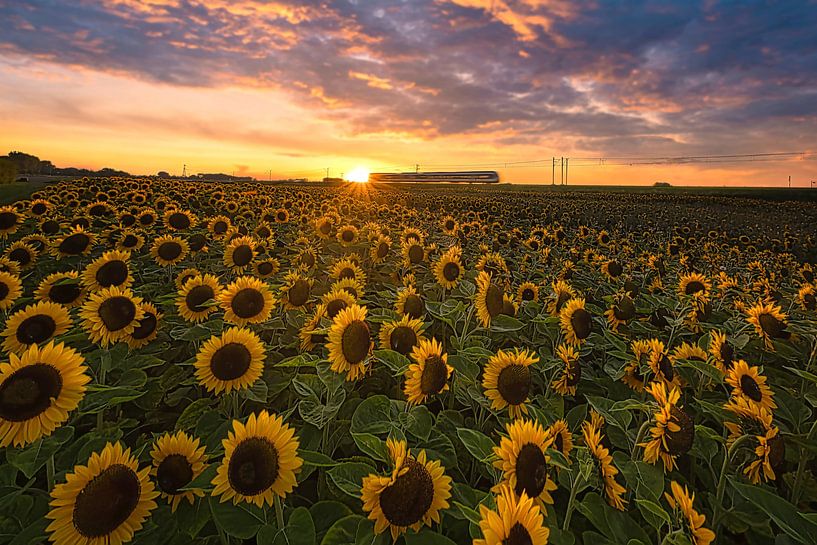 Train past sunflowers taps the sun by peterheinspictures