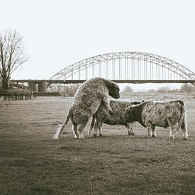 Knuffels voor de waalbrug van Joep Hetem