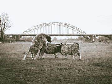 Hugs for the waal bridge by Joep Hetem