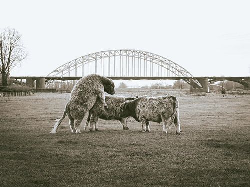 Hugs for the waal bridge by Joep Hetem