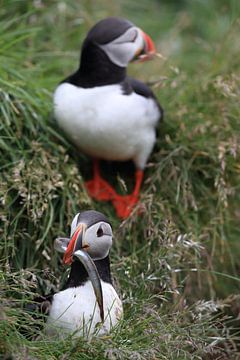 Puffins with sandeels Iceland by Frank Fichtmüller