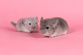 Zwei junge graue Chinchillas auf einem rosa Hintergrund von Elles Rijsdijk