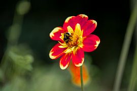 Farbenfeuer und Fleiß