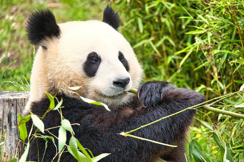 Giant panda eating bamboo. The endangered bear from Asia with black by Martin Köbsch