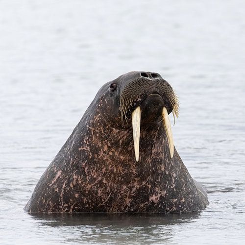 Nieuwsgierige walrus op de westkust van Spitsbergen
