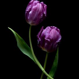 Paarse Tulpen van Simone Karis