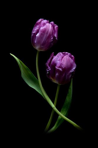 Tulipes violettes sur Simone Karis