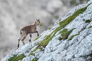 Faon de bouquetin dans les Alpes